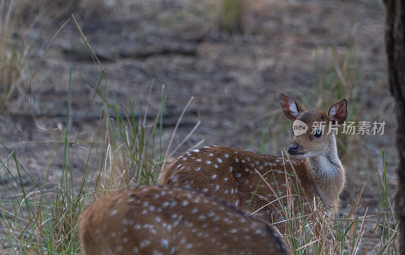 印度拉贾斯坦邦兰坦堡国家公园的野生斑点鹿小鹿
