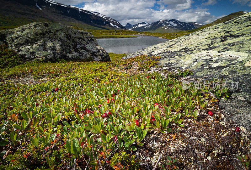 瑞典萨雷克国家公园美丽的夏日风光和原生植被。