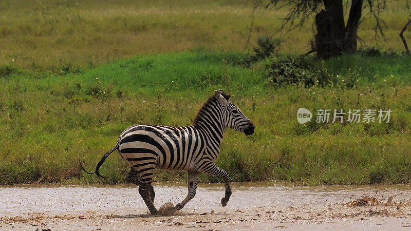热带稀树大草原上，野生斑马被接近捕食者的危险吓坏了。一群逃水的有蹄类动物溅起了泥土。坦桑尼亚自然栖息地的野生动物