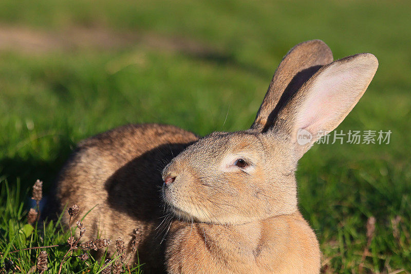 一只兔子躺在草地上，抬头看着镜头