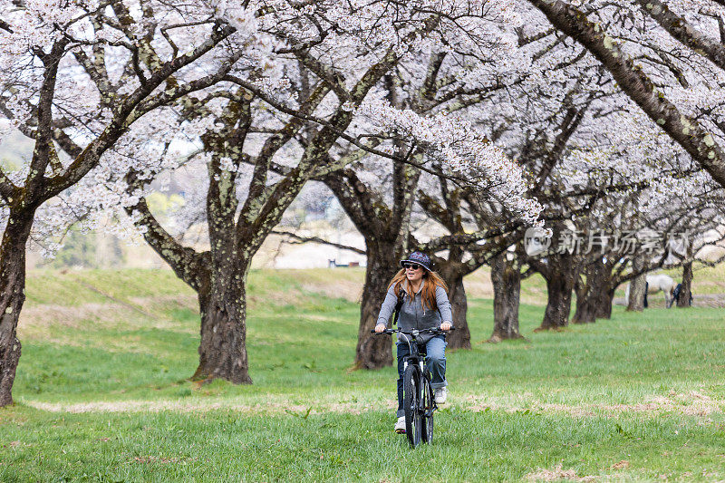 一个女人骑着山地车穿过樱花树的隧道