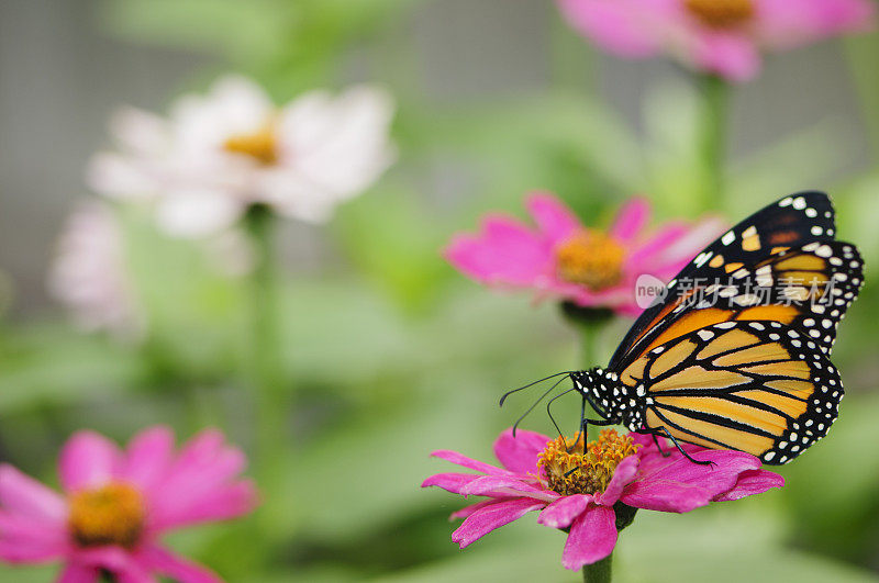 粉红百日草上的帝王蝶。