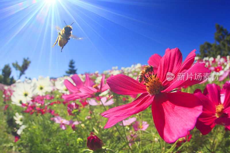 蜜蜂在宇宙花丛中