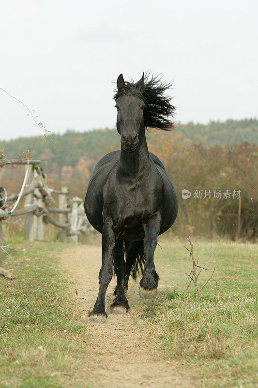 黑马跑