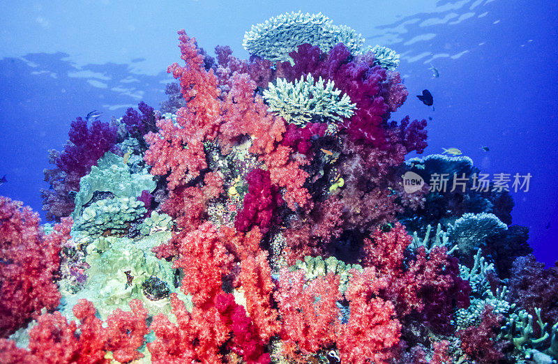 dendronephthya软珊瑚