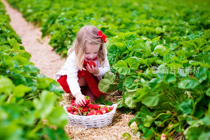 一个小女孩在田里摘草莓