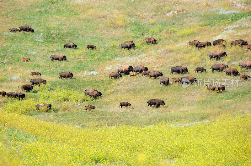 野牛群穿过荒地国家公园的道路