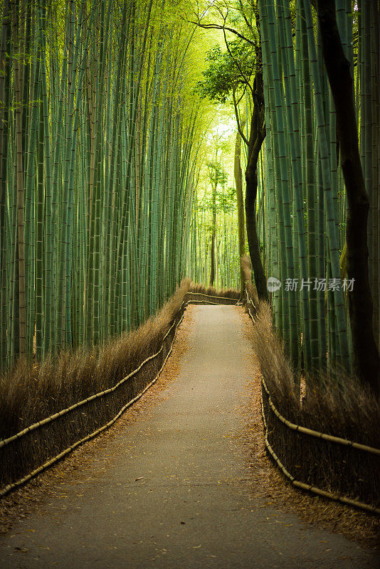 原始天然竹林