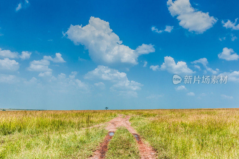 孤独的非洲相思树和戏剧性的天空