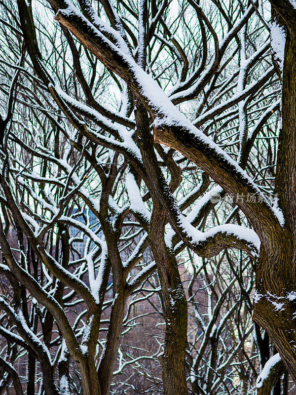 纽约的树枝被雪覆盖