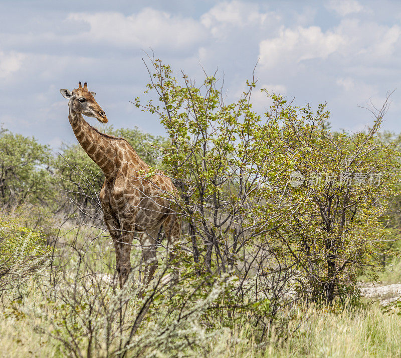 安哥拉长颈鹿;埃托沙国家公园，纳米比亚，非洲