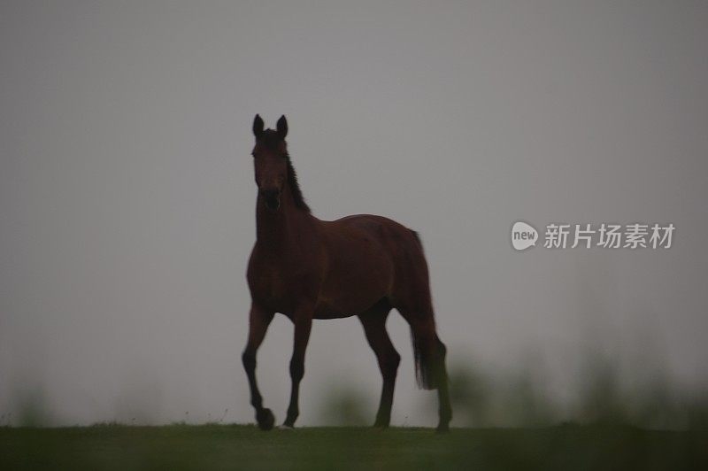 在一个有雾的早晨骑马