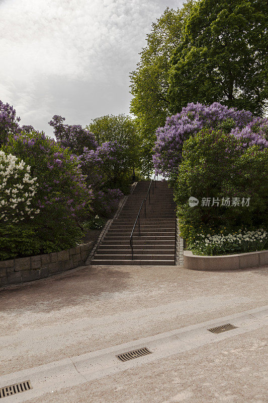 五月盛开着紫丁香的皇家公园。