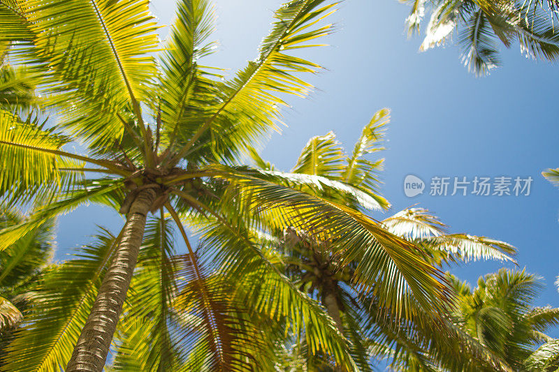 斐济的棕榈树。