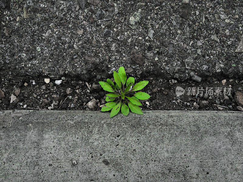 大自然从路面的裂缝中生长