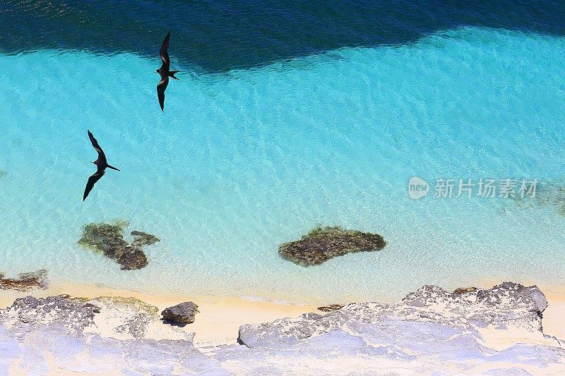 海鸟飞过阳光明媚的桑迪加勒比绿松石半透明的海滩