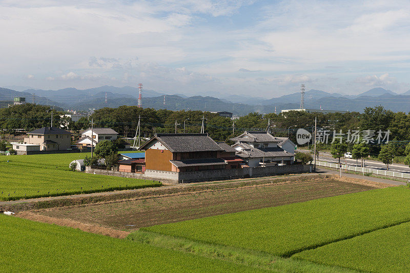 日本新泻稻田