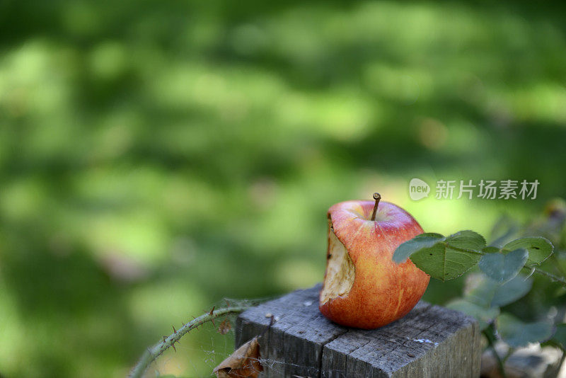 纪念史蒂夫·乔布斯的苹果