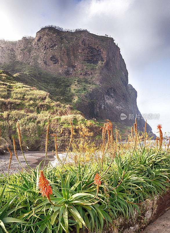 芦荟，北海岸，鹰岩，马德拉