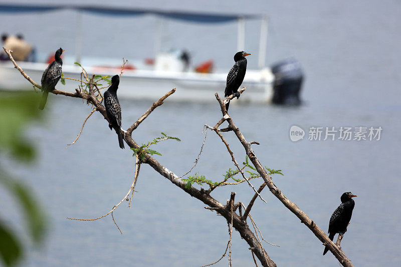 乌干达:鸬鹚栖息在维多利亚湖附近