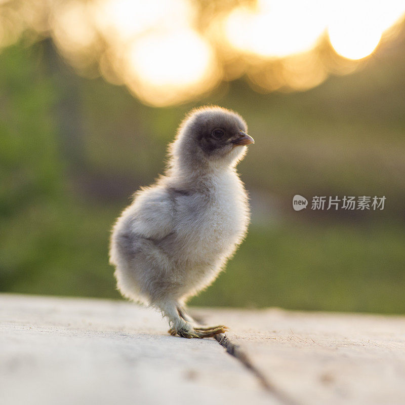 蓝色的雄天鹅宝宝