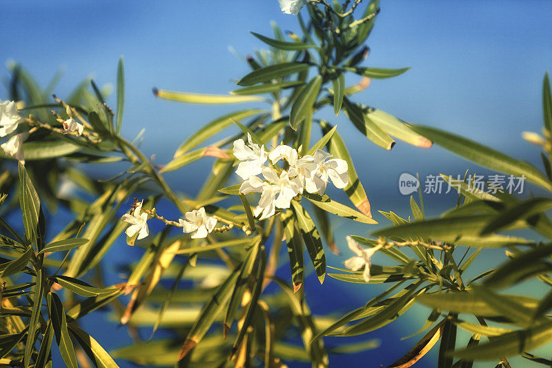 加勒比地区的植被