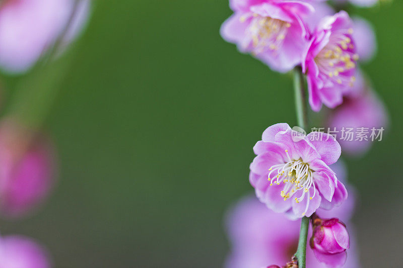 粉红梅花近了