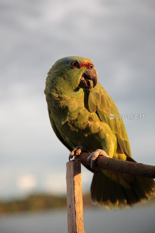 日落时，巴西亚马逊丛林河中的绿色鹦鹉
