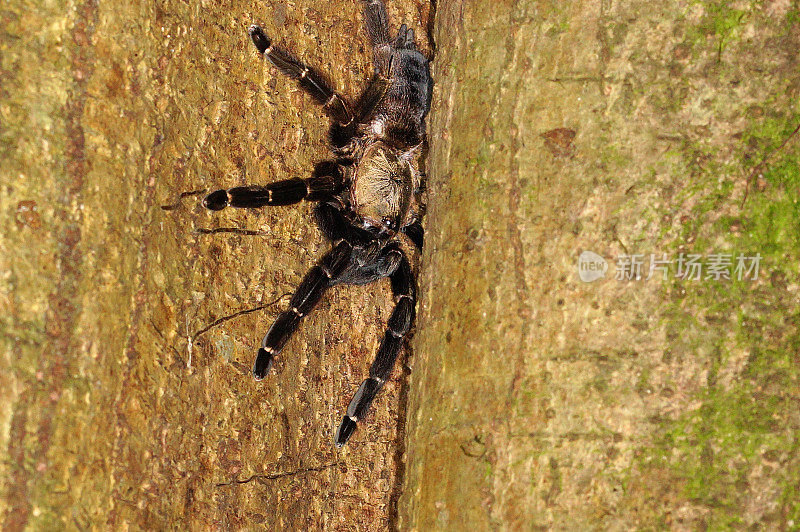 哥斯达黎加的蜘蛛