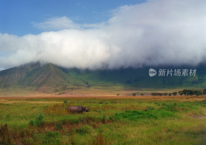 葱葱的恩戈罗戈罗火山口和濒危的坦桑尼亚黑犀牛