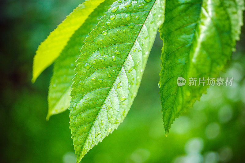 雨滴落在绿叶上