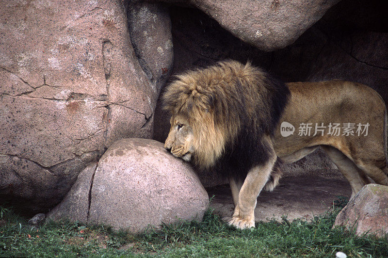 狮子在洞穴里嗅来嗅去