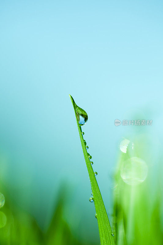 草叶上的水滴