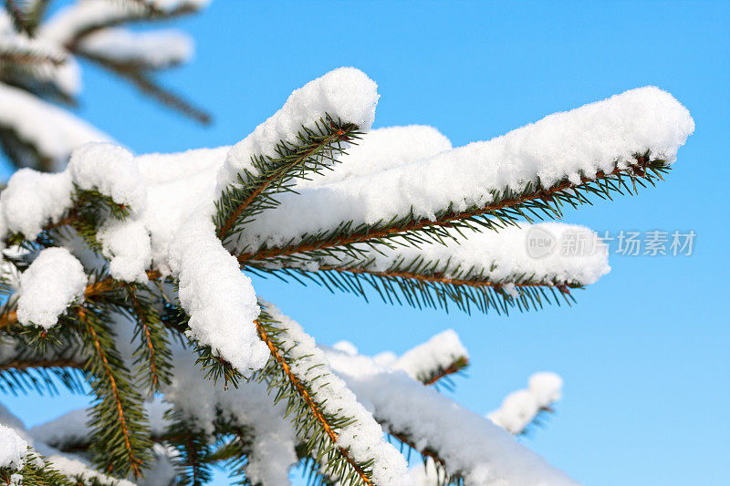 雪云杉