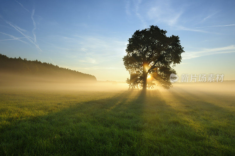 背光树在晨雾在草地在日出