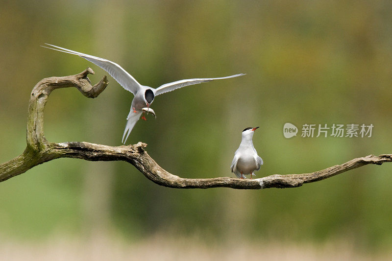 普通燕鸥