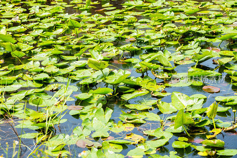 沼泽地国家公园里的睡莲