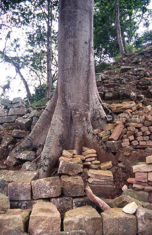 在科潘·瑞纳斯考古遗址科潘·洪都拉斯，大木棉树的根在碎石和土堆上生长