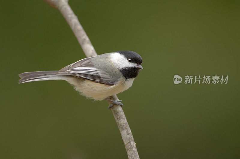 黑顶山雀栖息