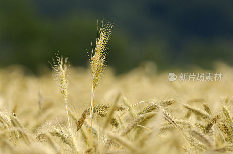 飙升的小麦