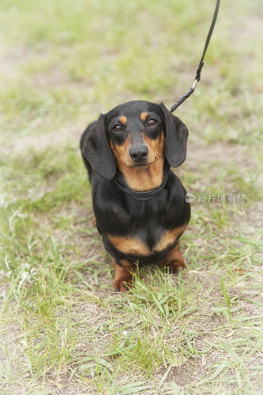 短头发的小猎犬