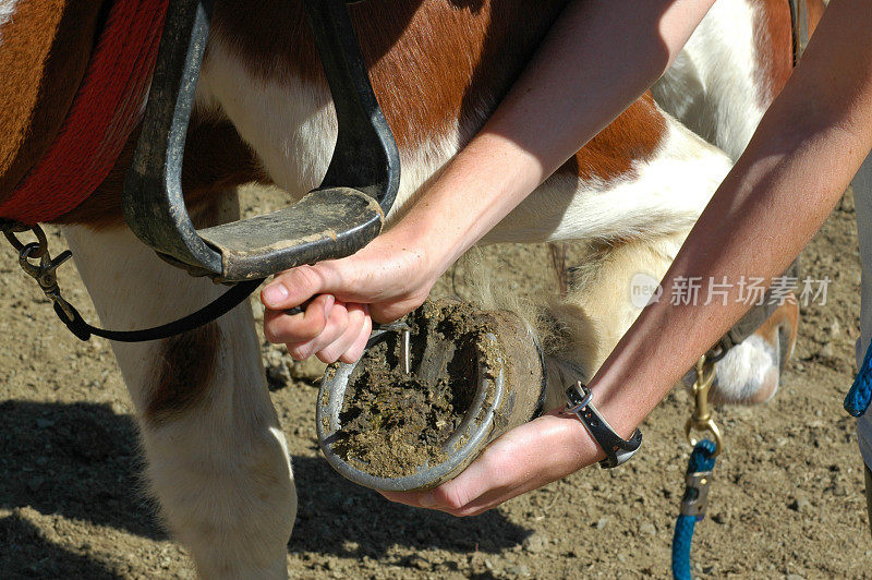 用蹄签梳理马