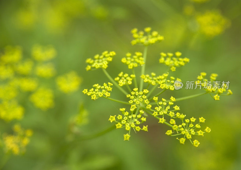 野生防风草