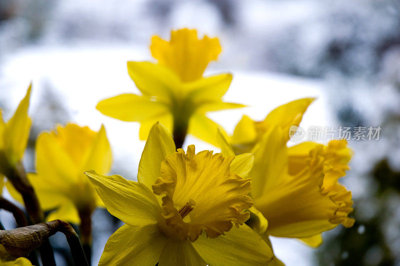 冬季水仙花