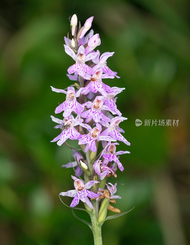 有点花的雏菊希德·兰花