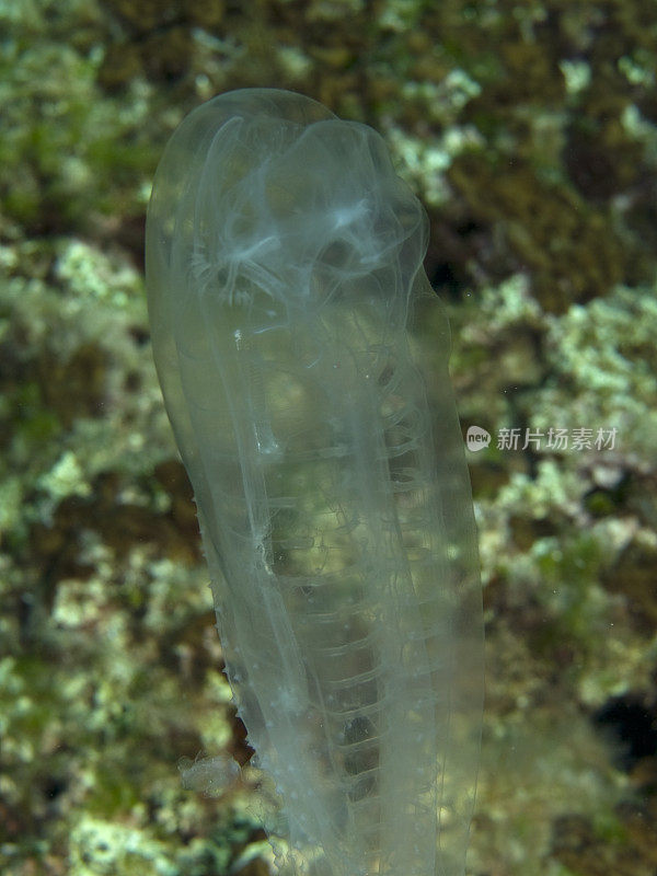 地中海的浮游生物