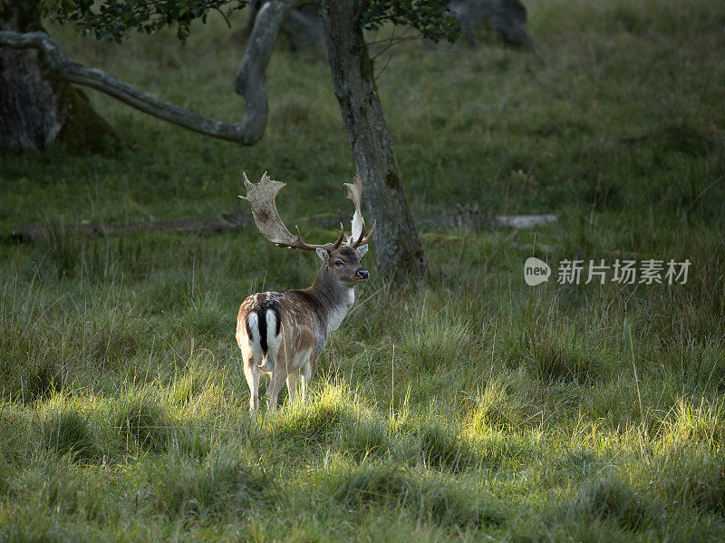 小白鹿