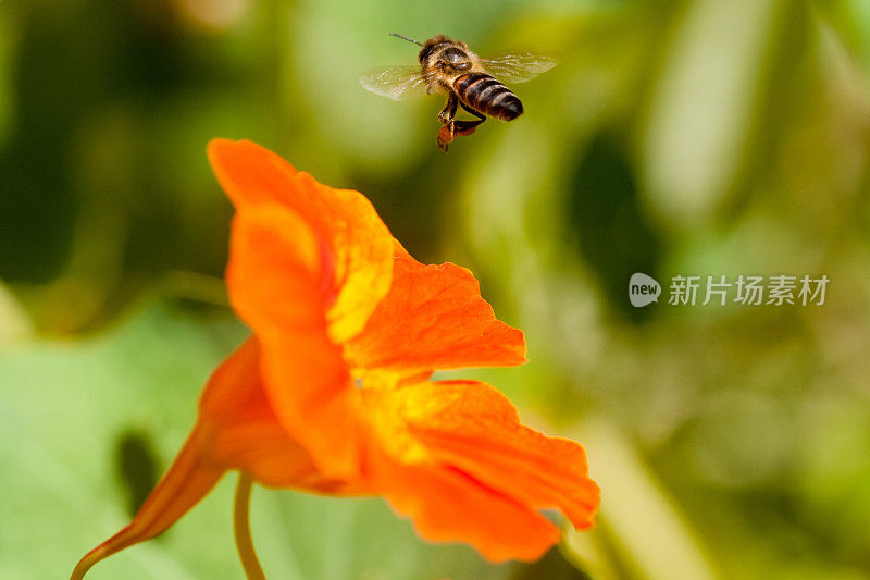 蜜蜂在花上盘旋