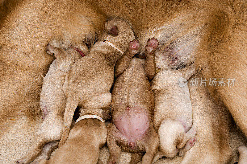 金毛猎犬正在喂养她一周大的小狗。