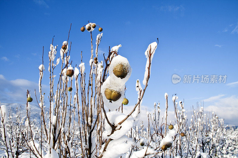 雪中的梨